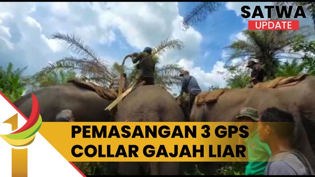 3 Gajah Liar Dipasang GPS Collar