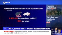 Y a-t-il de plus en plus de rats et souris en ville? BFMTV répond à vos questions