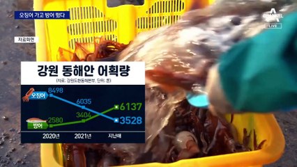 동해하면 오징어?…이제는 ‘방어’가 대장