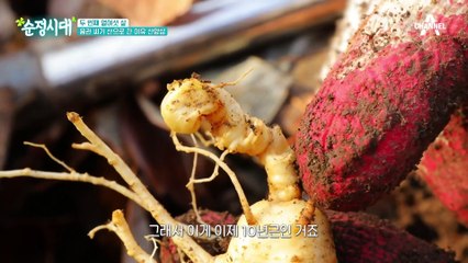 심봤다♬ 용관 씨가 산으로 간 이유는 ▷산양삼◁ 때문?!