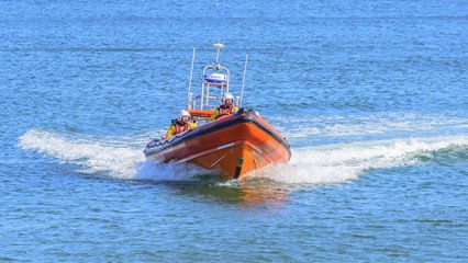 RNLI rescue Callie the Red Fox Labrador