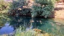 होड़ापुरा की रेपी नदी में मिला मृत मगरमच्छ, मछली मारने के उद्देश्य से चलाए टोटे से मौत होने की आशंका