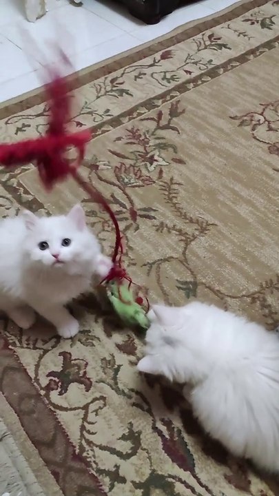 cats&stick