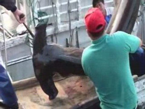 Les seigneurs de la Mer