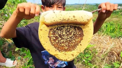 Sang Vlog - Ăn Tổ Mật Ong Ruồi - 1 Ngày Bắt Ong Rừng Cùng Team  - Catch and eat honey