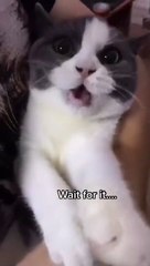 Cute Cat Funny Chocolate Licking Videos