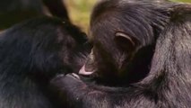 The Magnificent lives of the Chimpanzees - Nat Geo Documentary