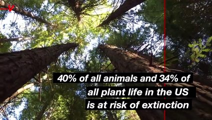 Nearly Half of All Animals and More than a Third of All Plant Life Under Threat of Extinction in U.S.