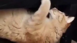 Cat Funny | Cat Cute videos | Cat Funny Videos