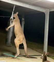 Kangaroo Loves His Punching Bag