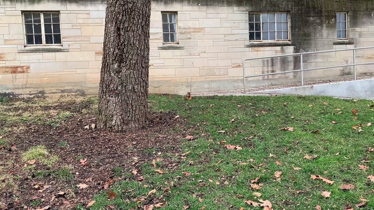 squirrel_no sound