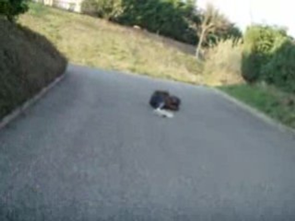 cami qui se case la gele