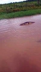 Lagarto es visto en zona inundada en el municipio de Okinawa