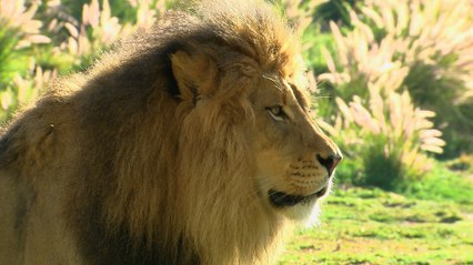 The King of His Domain! Introducing Izu The Lion