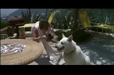 Dressé pour tuer | movie | 1982 | Official Trailer