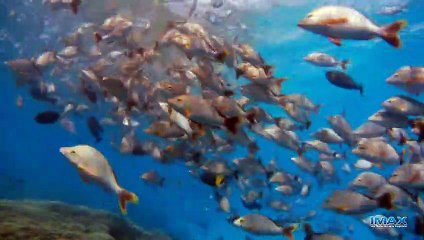 Tahiti : Destination surf | movie | 2010 | Official Trailer