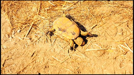 Les Raisins de l'espoir | movie | 2013 | Official Trailer