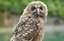 Owl that is 'looking for a mate' is terrorizing local residents