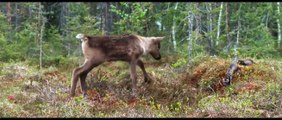 Aïlo : Une odyssée en Laponie | movie | 2018 | Official Trailer