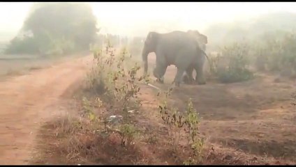 viral elephants video#shorts