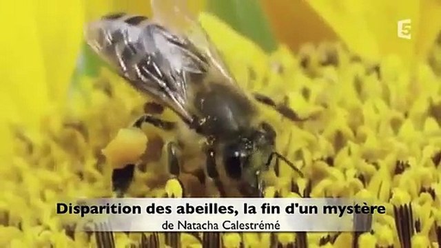 Disparition des abeilles, la fin d'un mystère | movie | 2011 | Official Trailer