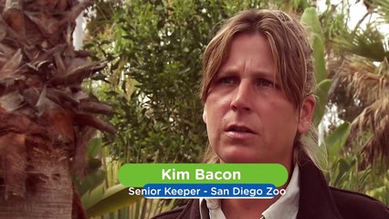 A Rough Start for These Two Jaguars Hoping To Breed