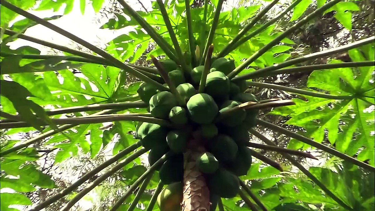 Cap-Vert, l'archipel créole | movie | 2013 | Official Trailer