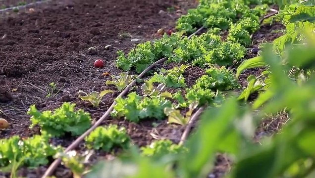 Zéro Phyto 100% Bio | movie | 2018 | Official Trailer