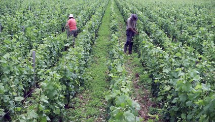 L'Âme du vin | movie | 2019 | Official Trailer