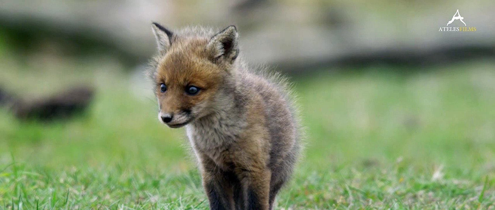 Une vie de renarde | movie | 2019 | Official Trailer