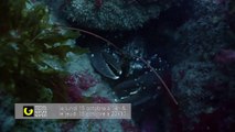 Phoques gris, les nouvelles odyssées | movie | 2016 | Official Trailer