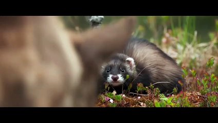 Ailo - pienen poron suuri seikkailu | movie | 2018 | Official Trailer