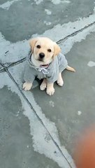 Develops your Dog's "Hidden Intelligence"