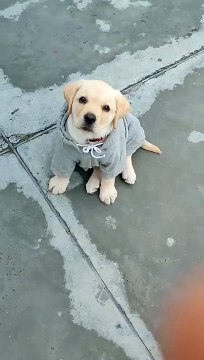 Develops your Dog's Hidden Intelligence