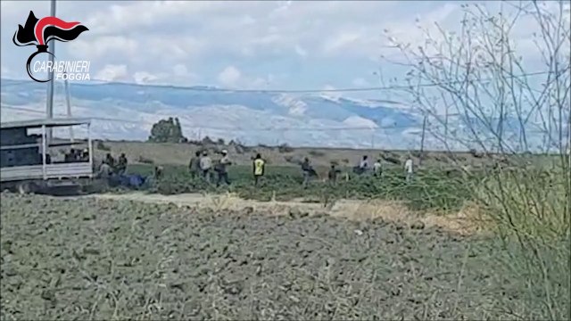 Caporalato nel Foggiano, 13 misure cautelari per sfruttamento migranti