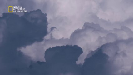 خاص القطط الكبيرة - القطط المهاجمة - ناشونال جيوغرافيك أبوظبي