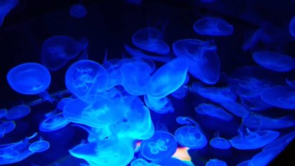 Jellyfish in 4k ultra HD (Blueray) jelly fish  in blue light