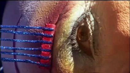 Cirque du Soleil: Flowers in the Desert | movie | 2010 | Official Trailer