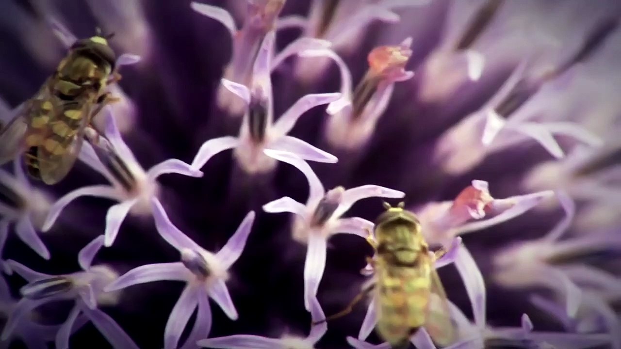 The Fish & The Fly 3: Terrestrials | movie | 2010 | Official Trailer