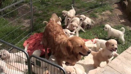 CUTE BABY DOG PLAYING