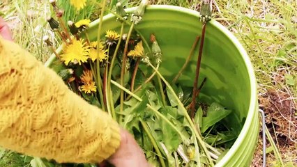 Common Weeds and Wild Edibles Of The World | movie | 2015 | Official Trailer