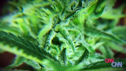 Weed 2: Cannabis Madness | movie | 2014 | Official Trailer