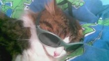 Mon chien mes chats mes lapins