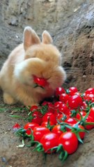 So cute . A beautiful moment #646 - #shorts