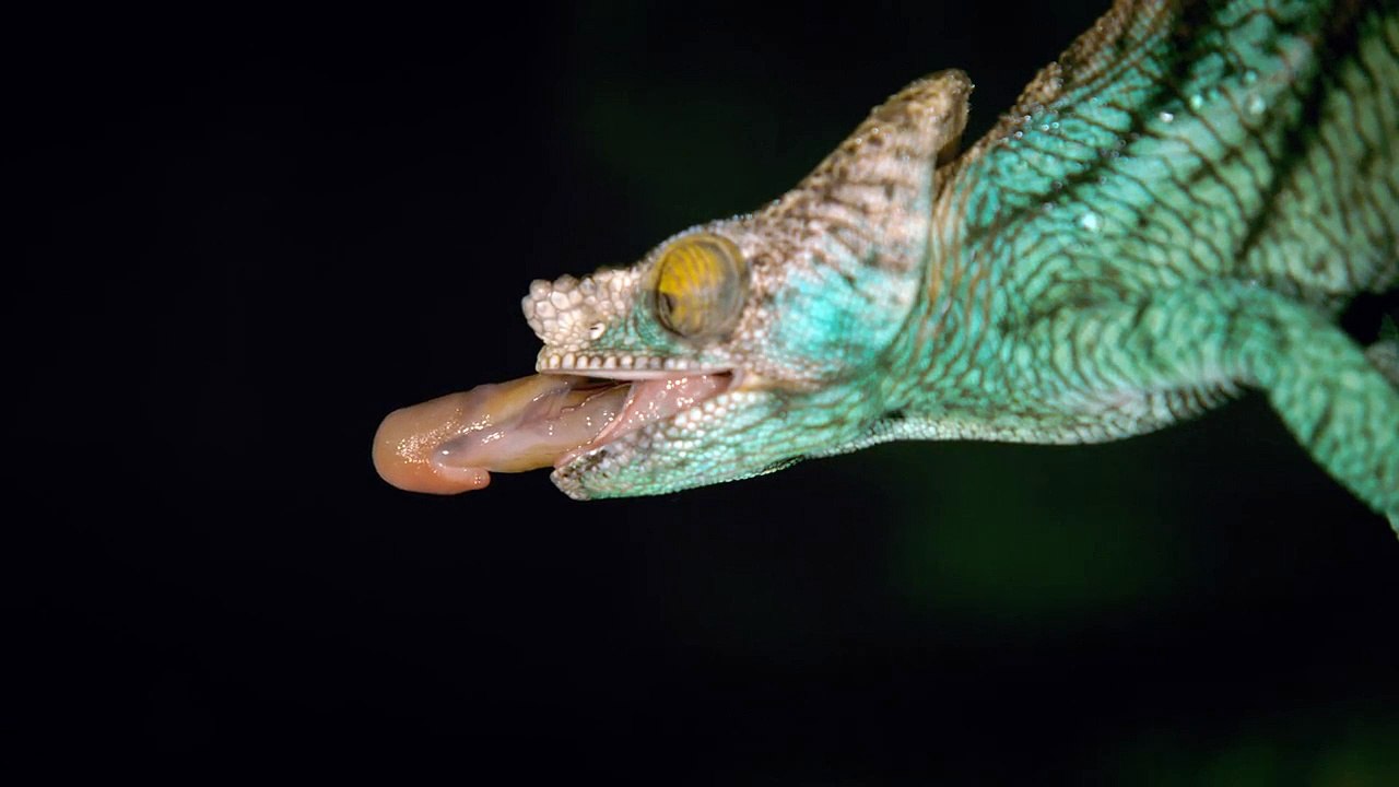 Planet Slow Mo | show | 2019 | Official Clip