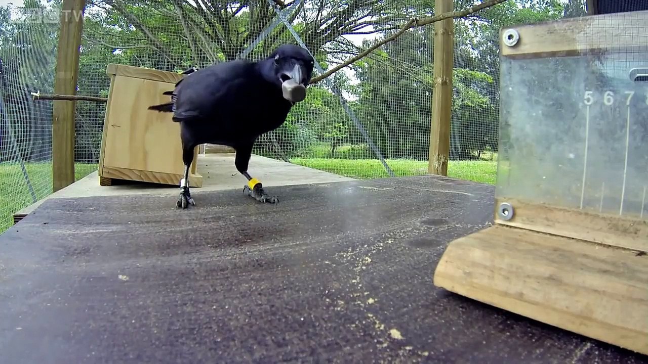 Einfach clever: Wie Tiere denken | show | 2014 | Official Teaser