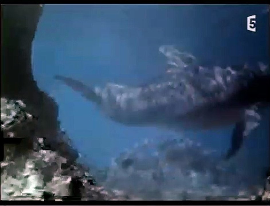 Flipper le dauphin | show | 1964 | Official Clip