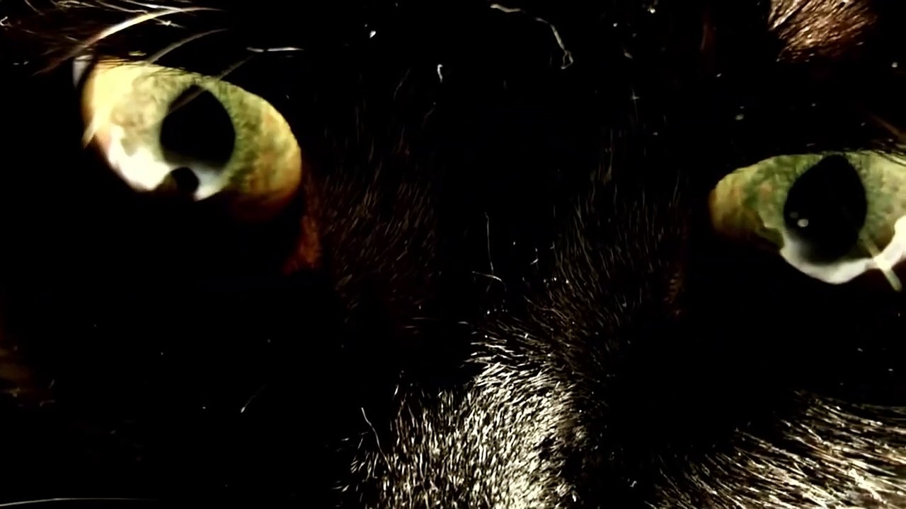 What's New, Pussycat!: Backstage at 'Cats' with Tyler Hanes | show | 2016 | Official Clip