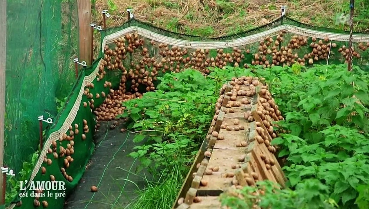 Perrine se confie sur la vie sexuelle des escargots dans "L'amour est dans le pré", sur M6