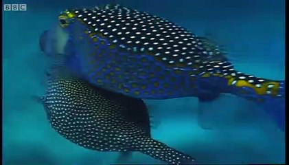 Battle of the Sexes - In the Animal World | show | 1999 | Official Clip